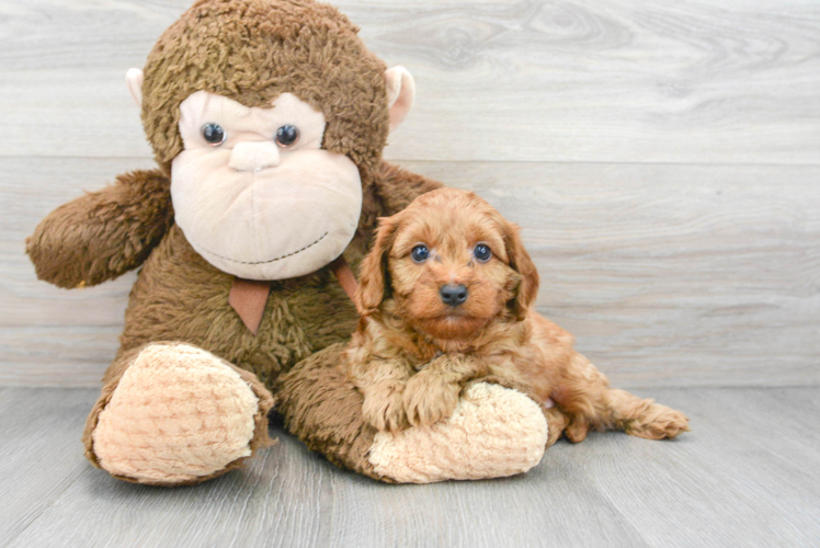 Cavapoo Pup Being Cute