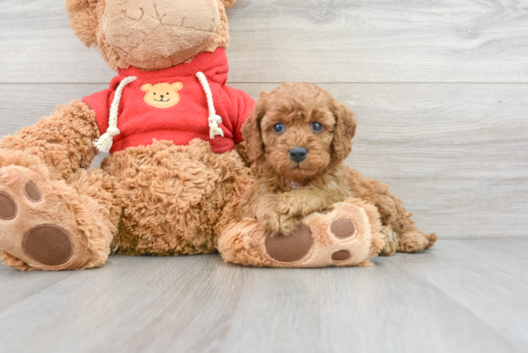 Playful Cavoodle Poodle Mix Puppy