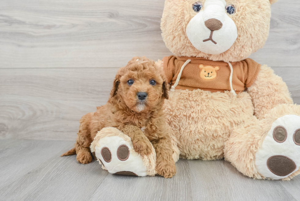 Popular Cavapoo Poodle Mix Pup