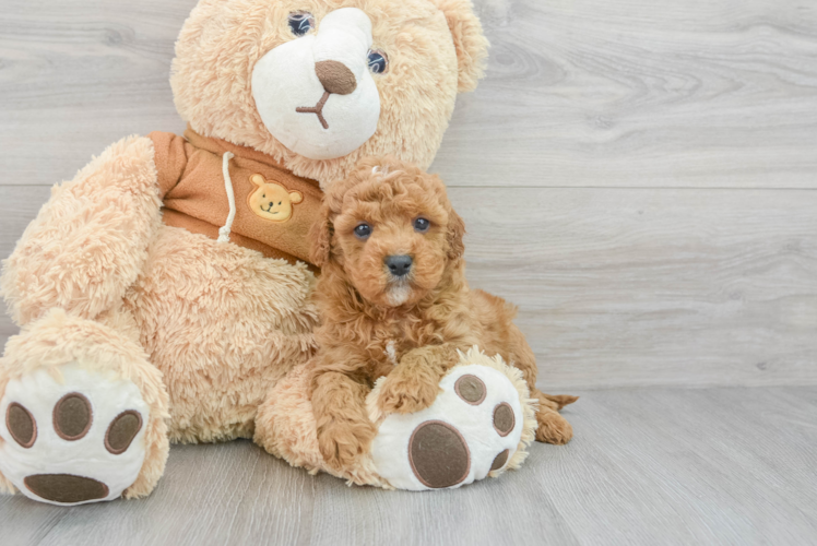 Adorable Cavoodle Poodle Mix Puppy