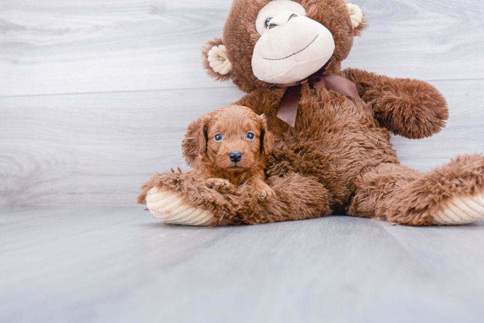 Playful Cavoodle Poodle Mix Puppy