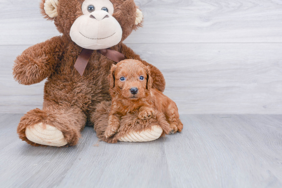 Little Cavoodle Poodle Mix Puppy