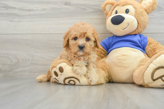 Best Cavapoo Baby