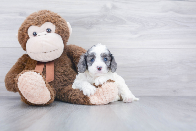 Cavapoo Pup Being Cute