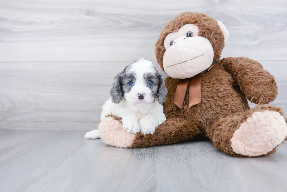 Friendly Cavapoo Baby