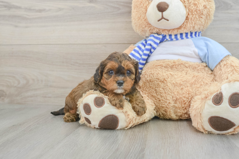 Adorable Cavalier King Charles Spaniel and Poodle Mix Poodle Mix Puppy