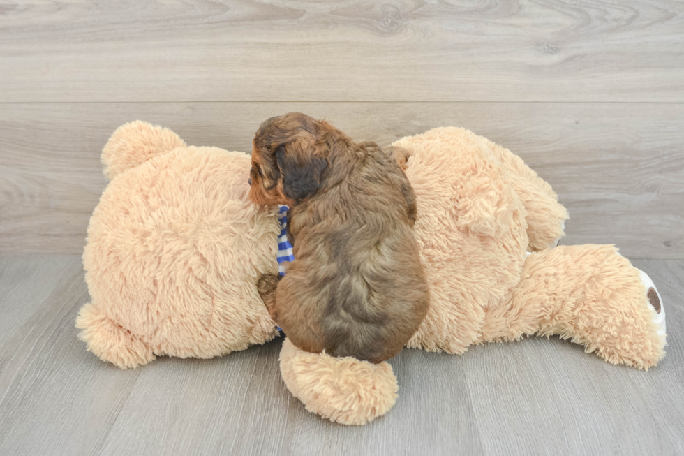 Best Cavapoo Baby