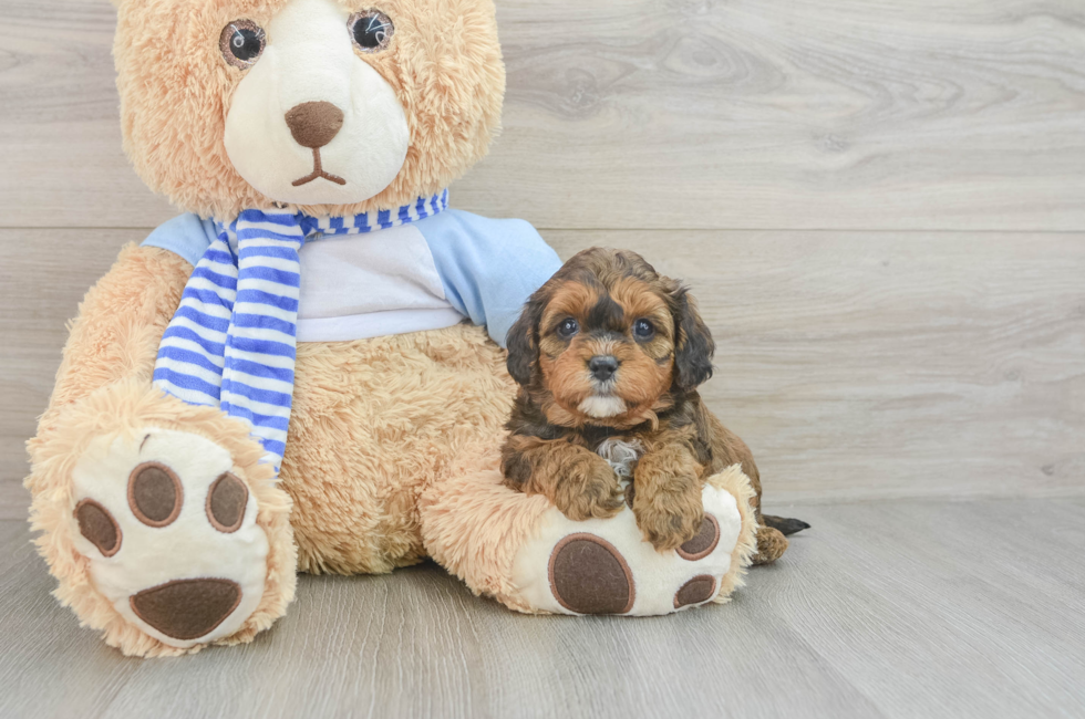 5 week old Cavapoo Puppy For Sale - Premier Pups