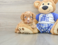 9 week old Cavapoo Puppy For Sale - Premier Pups