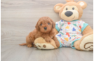 Cavapoo Pup Being Cute
