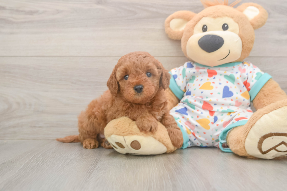 Cavapoo Pup Being Cute