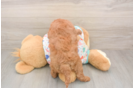 Cavapoo Pup Being Cute