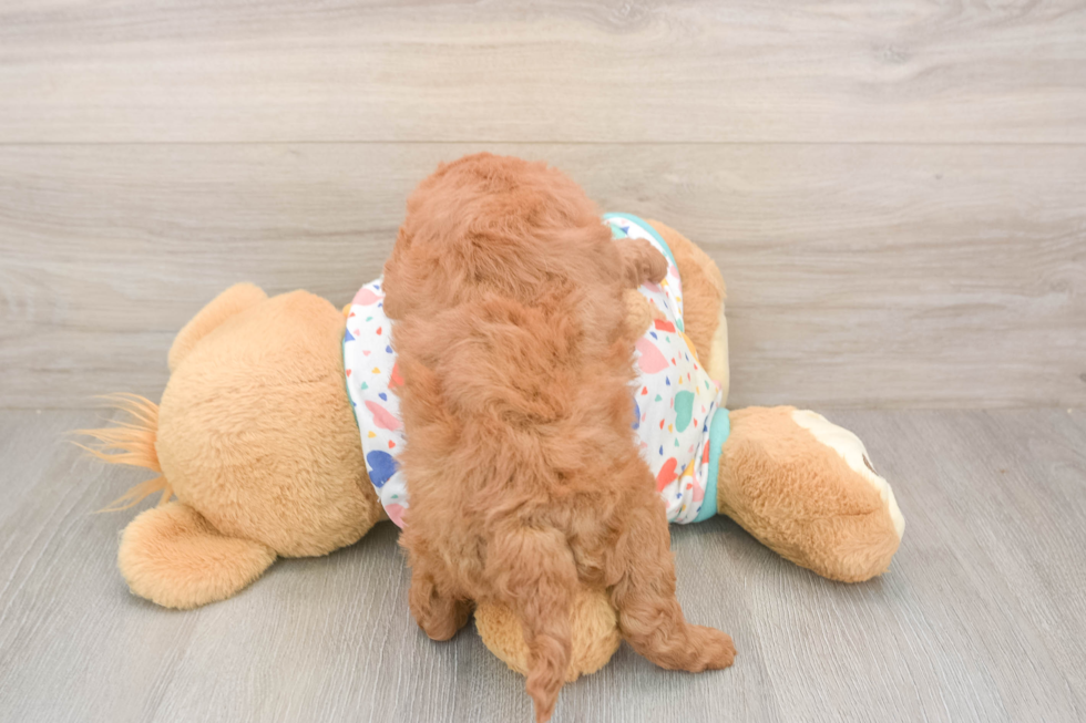Cavapoo Pup Being Cute