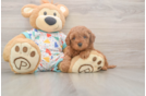 Cavapoo Puppy for Adoption