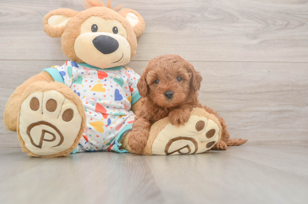 5 week old Cavapoo Puppy For Sale - Premier Pups
