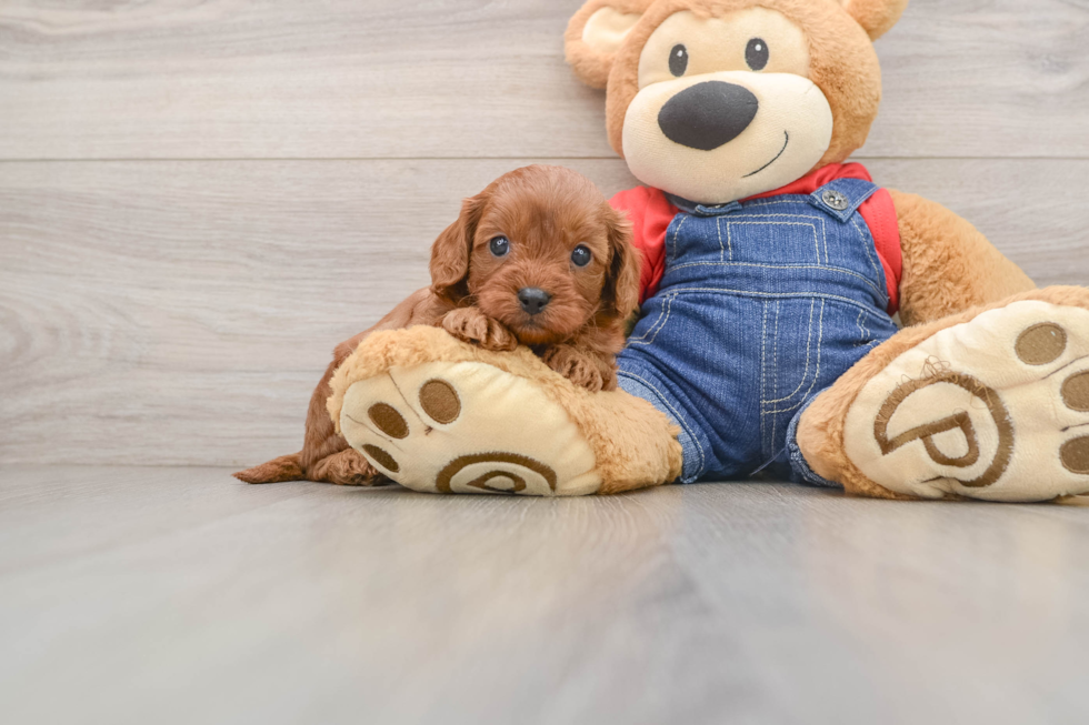 Cavapoo Puppy for Adoption