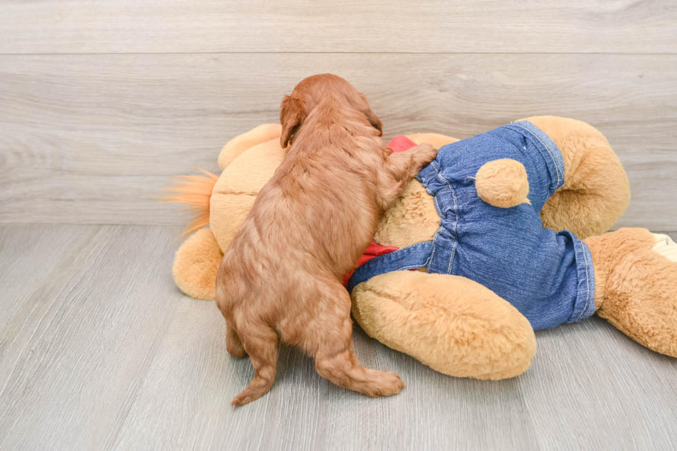Smart Cavapoo Poodle Mix Pup