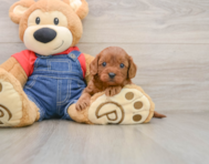 8 week old Cavapoo Puppy For Sale - Premier Pups