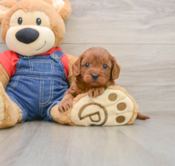 8 week old Cavapoo Puppy For Sale - Premier Pups