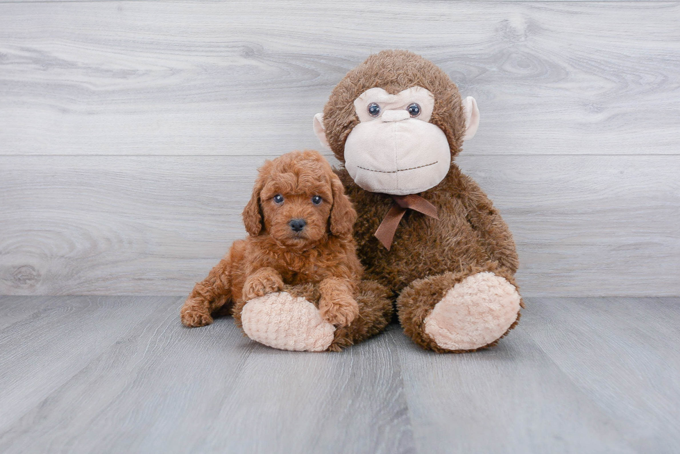 Cavapoo Pup Being Cute