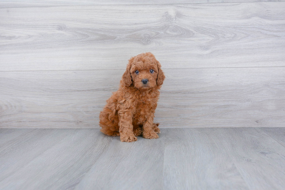 Best Cavapoo Baby