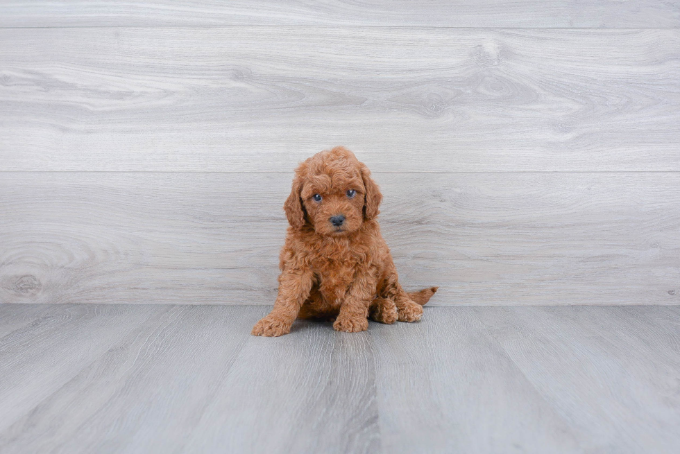 Cavapoo Puppy for Adoption