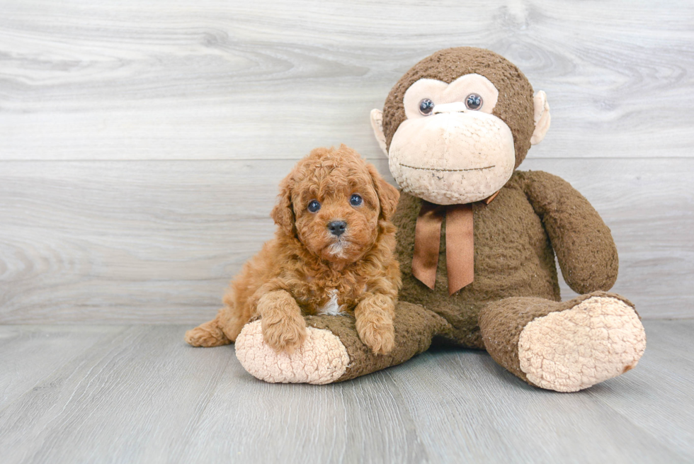 Cavapoo Pup Being Cute