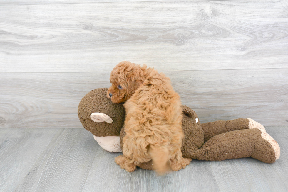 Best Cavapoo Baby