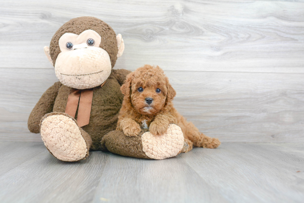 Little Cavoodle Poodle Mix Puppy