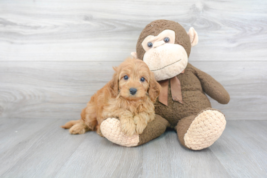 Hypoallergenic Cavoodle Poodle Mix Puppy