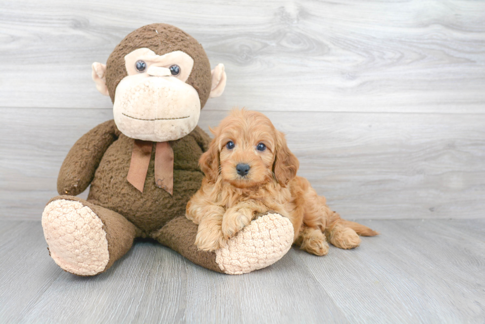 Smart Cavapoo Poodle Mix Pup