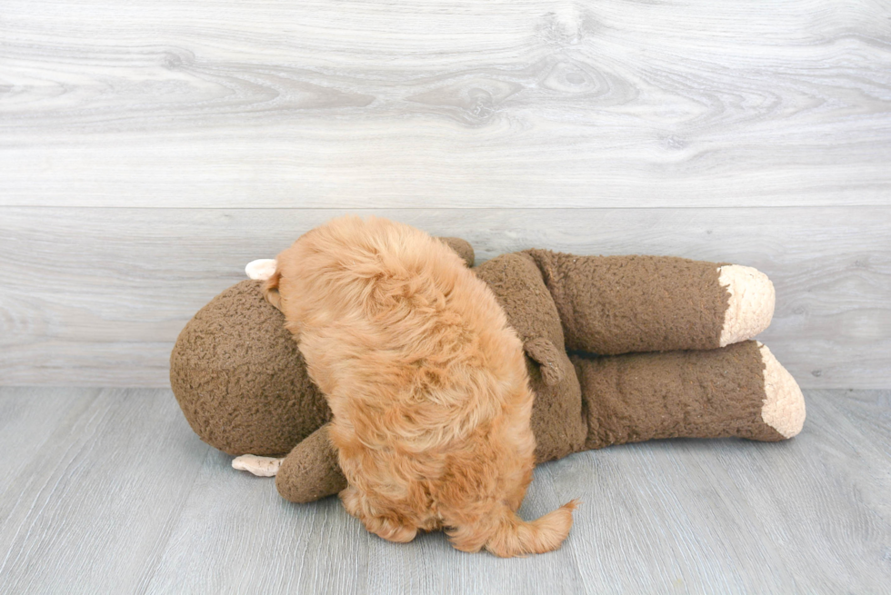 Cavapoo Pup Being Cute