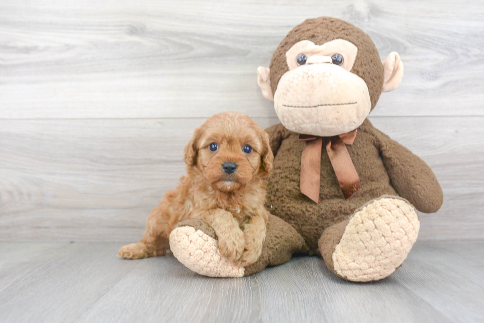 Energetic Cavoodle Poodle Mix Puppy