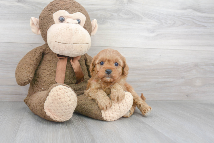 Smart Cavapoo Poodle Mix Pup