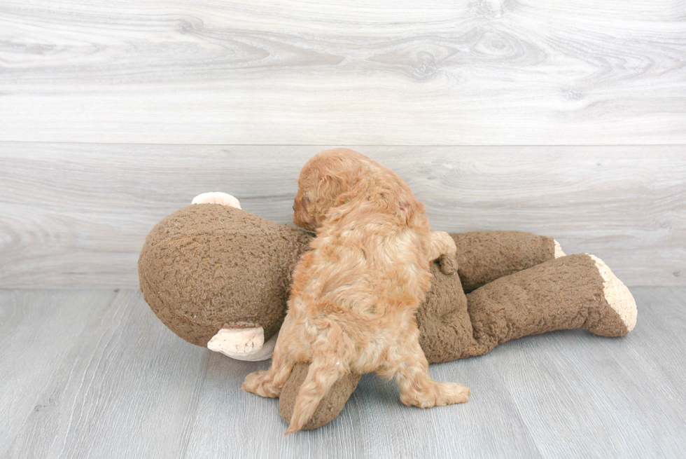 Popular Cavapoo Poodle Mix Pup