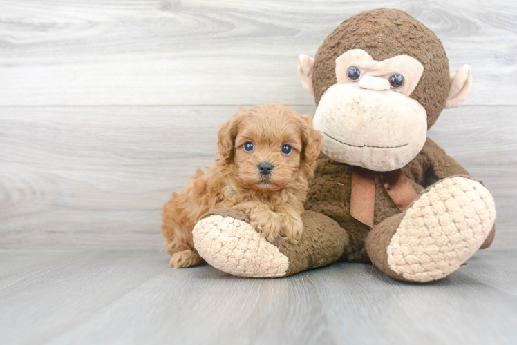 Cavapoo Puppy for Adoption