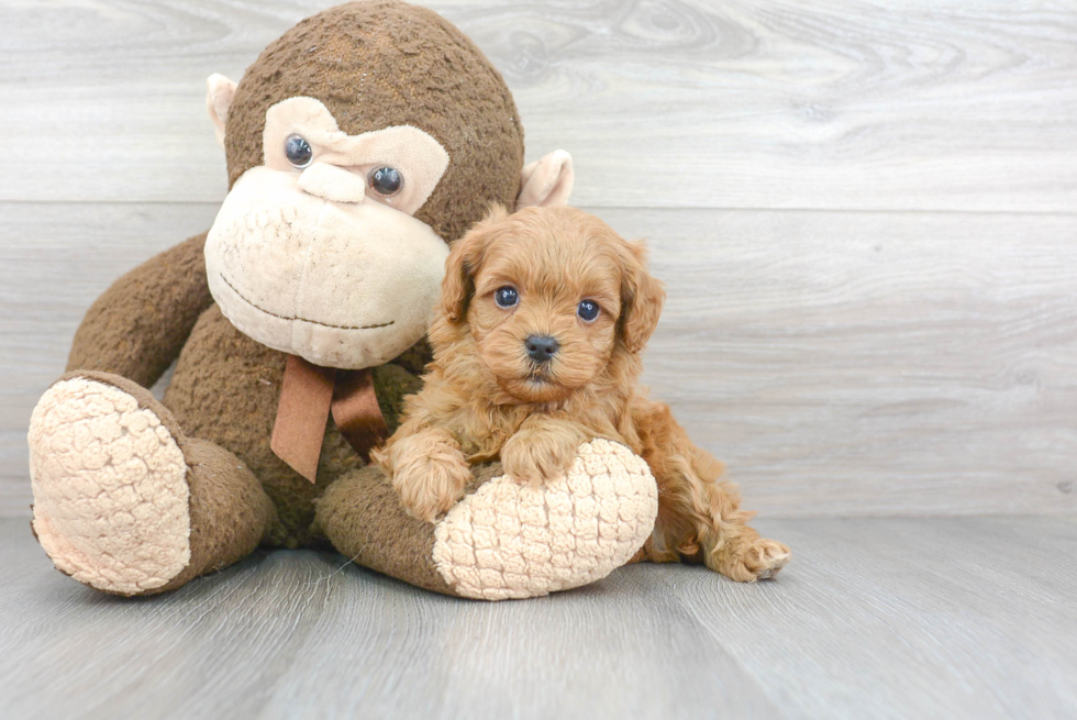 Popular Cavapoo Poodle Mix Pup