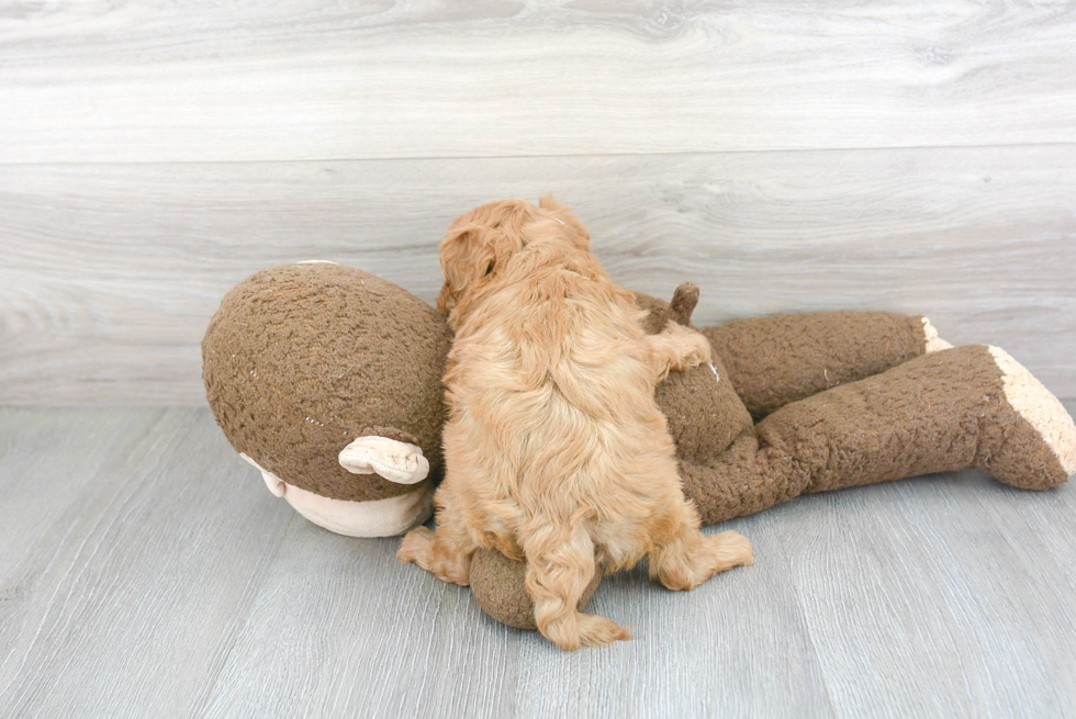 Playful Cavoodle Poodle Mix Puppy
