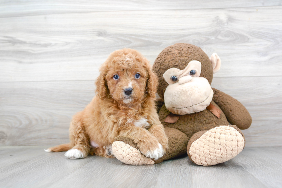 Little Cavoodle Poodle Mix Puppy