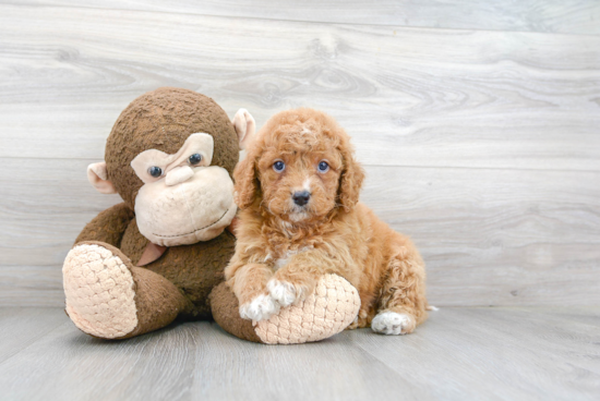 Fluffy Cavapoo Poodle Mix Pup