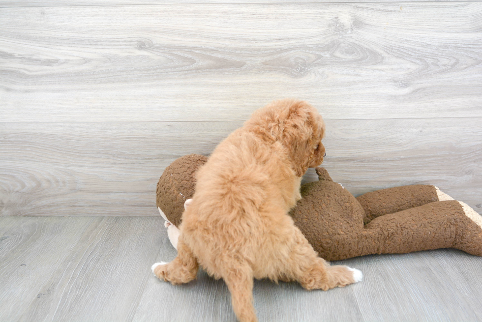 Cavapoo Pup Being Cute