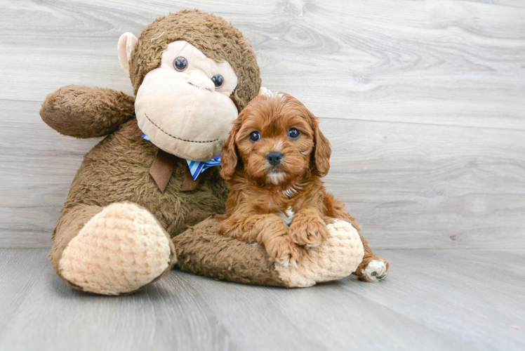 Playful Cavoodle Poodle Mix Puppy