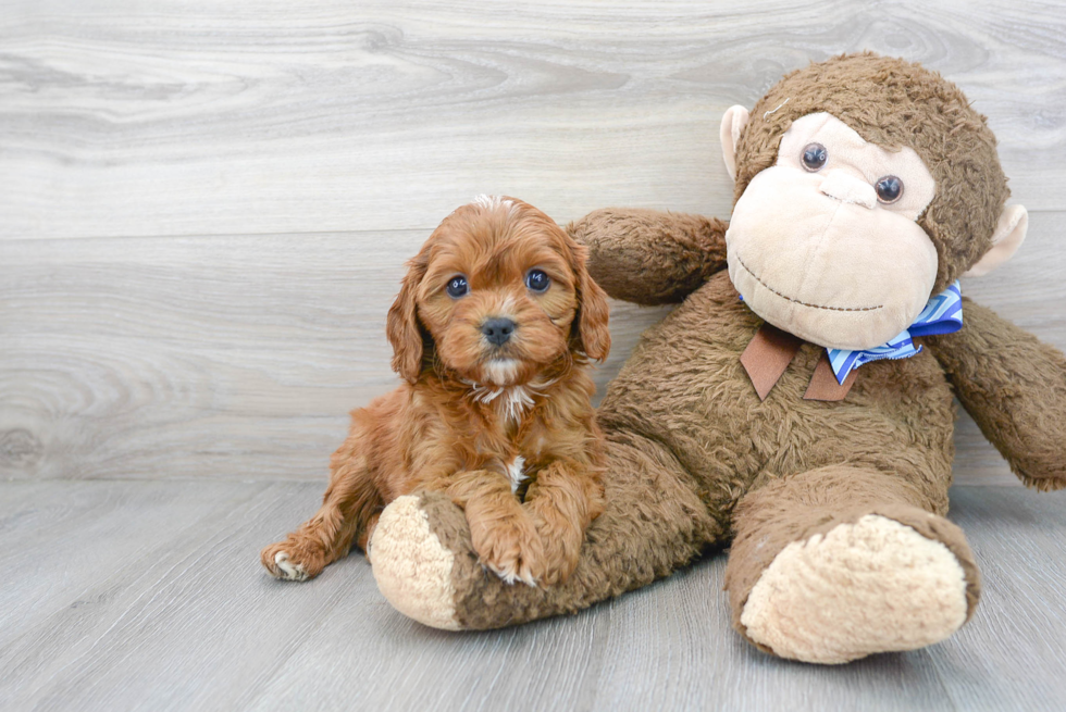 Cavapoo Pup Being Cute