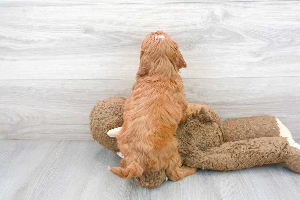 Cavapoo Pup Being Cute