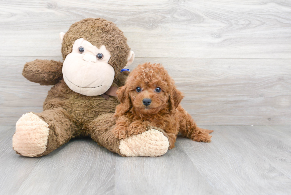 Best Cavapoo Baby