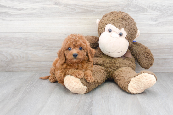 Petite Cavapoo Poodle Mix Pup