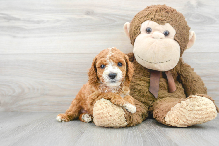 Funny Cavapoo Poodle Mix Pup