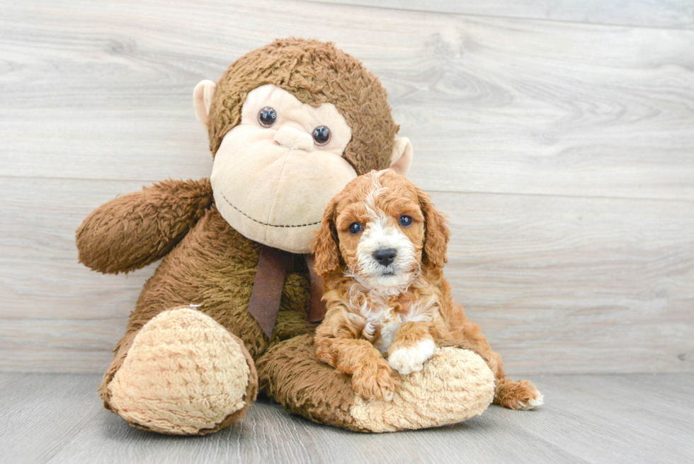 Best Cavapoo Baby