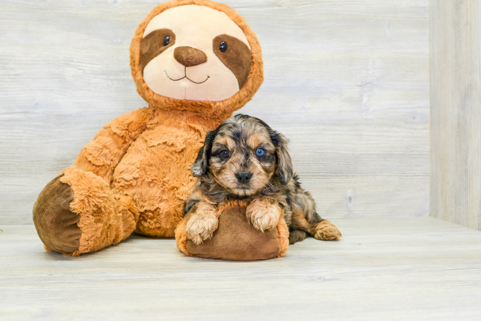 Fluffy Cavapoo Poodle Mix Pup