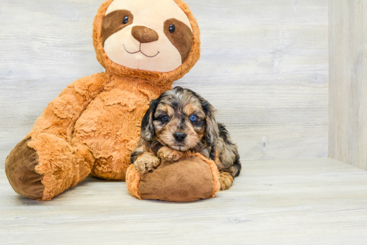 Small Cavapoo Baby